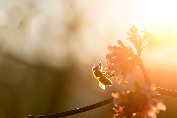 abeilles