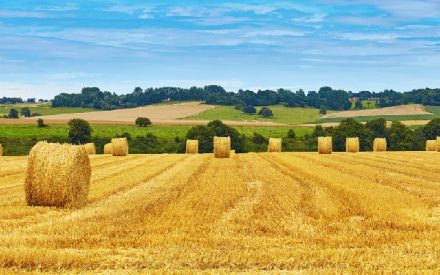 agricole