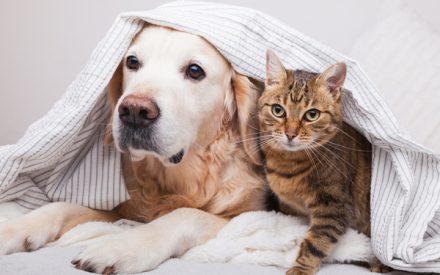 animaux