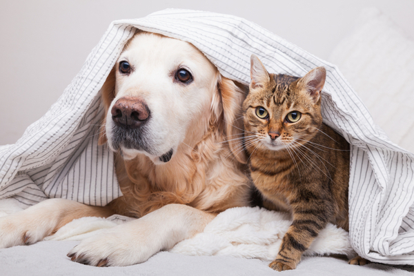animaux