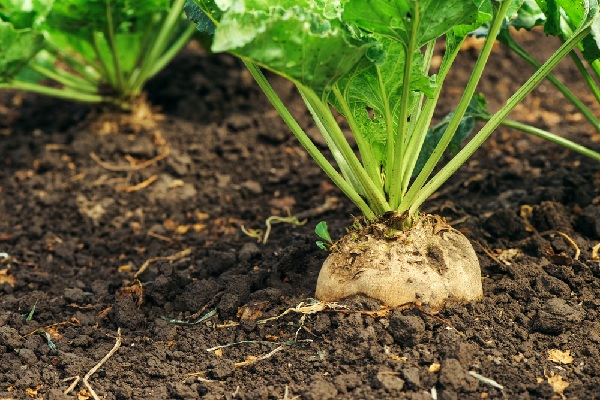 betterave