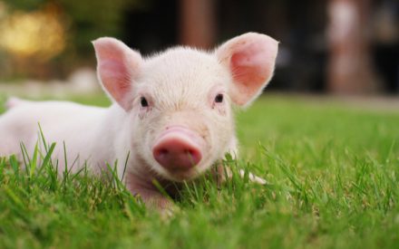 cochonbebe