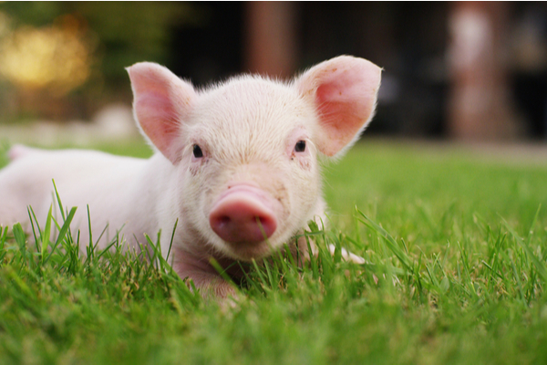 cochonbebe