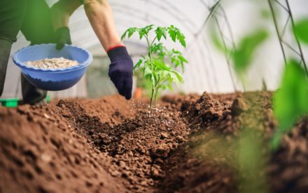 fertilisant