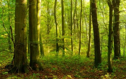 foret