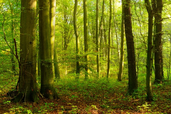foret
