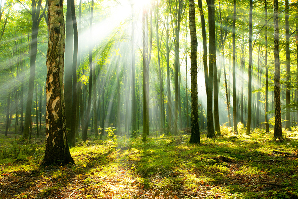 foret3