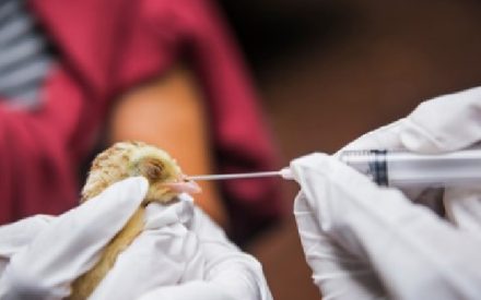 grippeaviairevaccin
