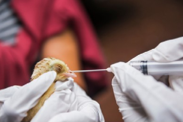 grippeaviairevaccin