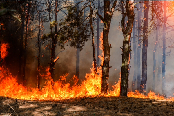 incendieforet