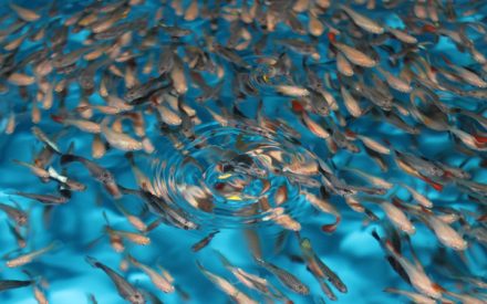 pisciculture