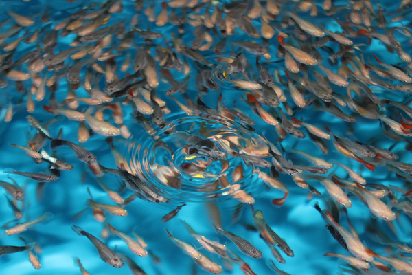 pisciculture