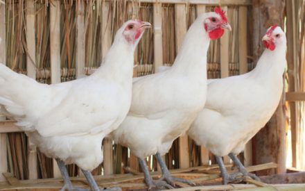 poulesblanches