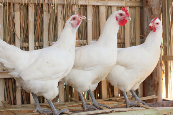 poulesblanches