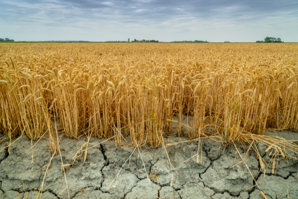 secheresseagriculture