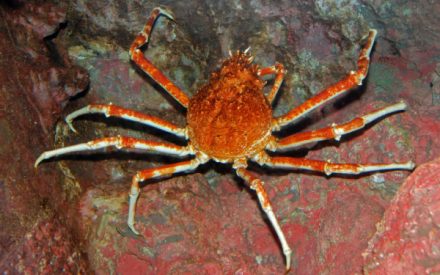 araigneecrabe