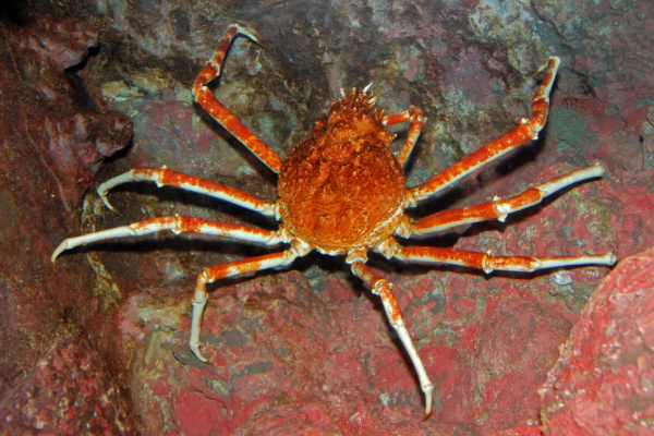 araigneecrabe