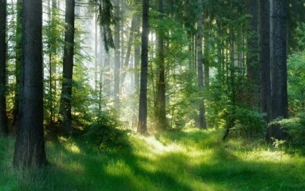 foret2