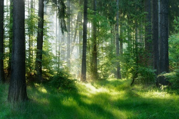 foret2