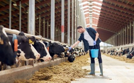 agriculteurvaches