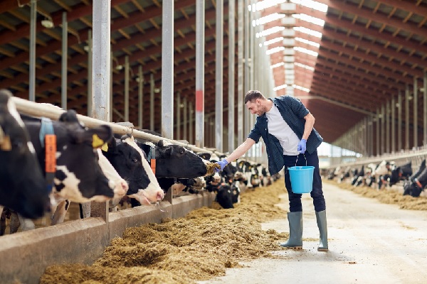agriculteurvaches