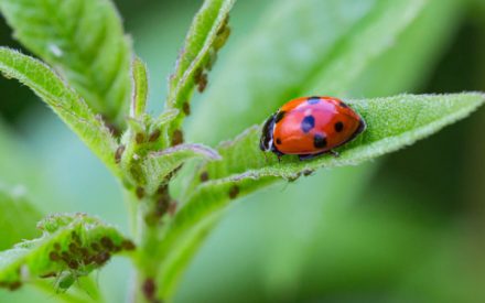 coccinellecontrepucerons