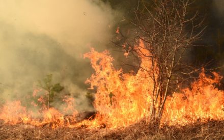 feuxdeforets