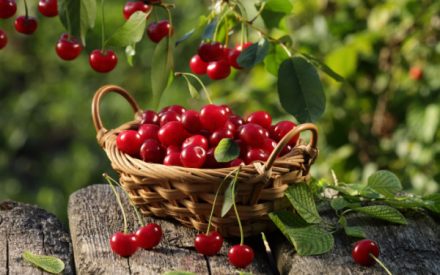 cerises