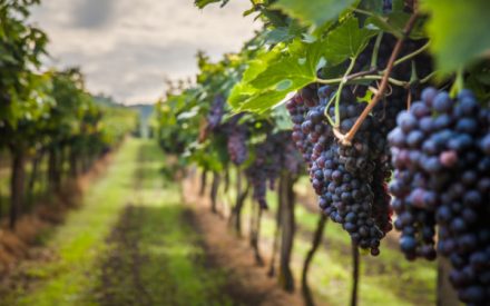 vignes