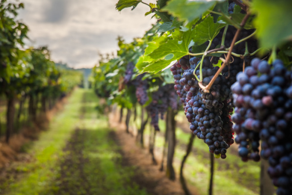 vignes