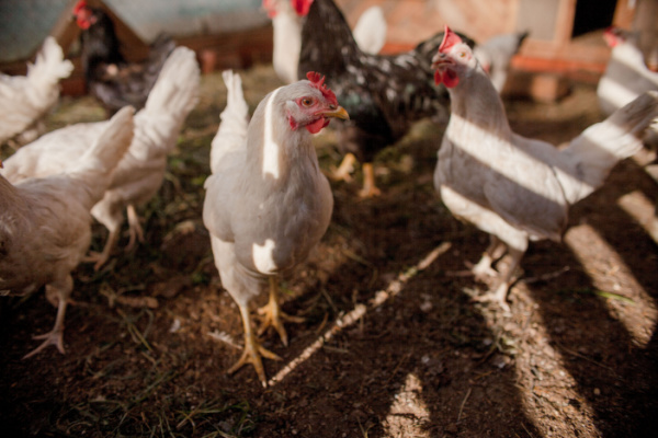 poulets