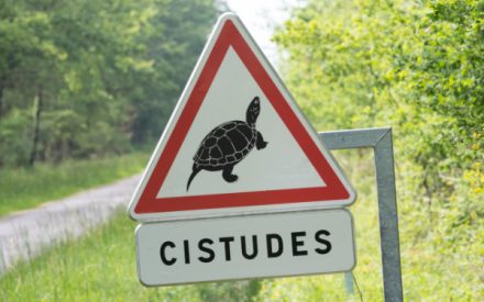 attentioncistude