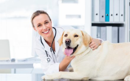 veterinaire2