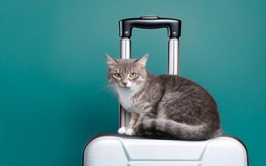 shutterstock passeportanimaux