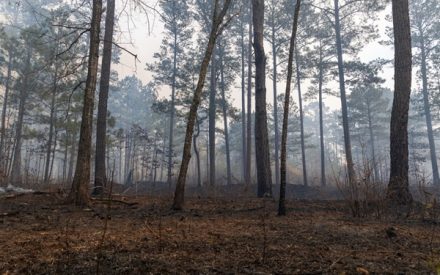shutterstock renouvellementforestier